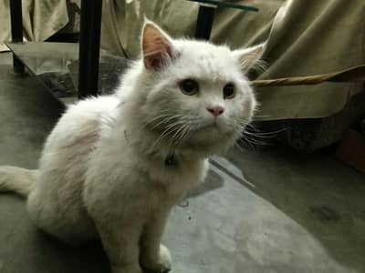 WHITE PERSIAN CAT DOUBLE COAT