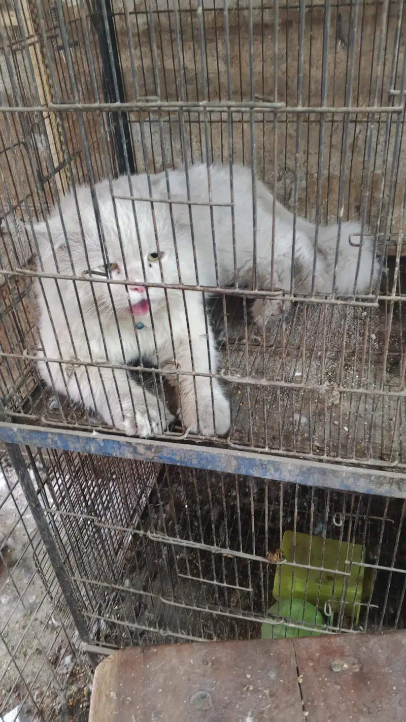 WHITE PERSIAN CAT DOUBLE COAT — photo 2
