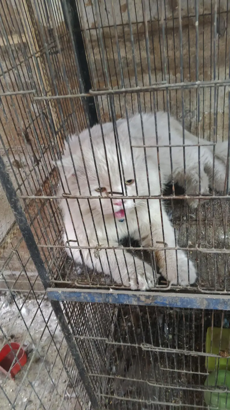 WHITE PERSIAN CAT DOUBLE COAT — photo 3
