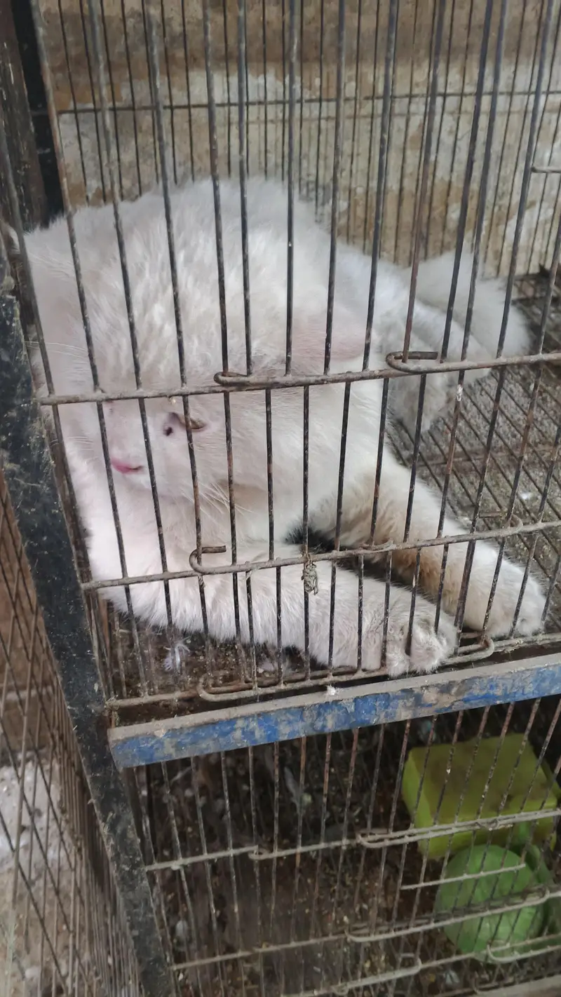 WHITE PERSIAN CAT DOUBLE COAT — photo 4