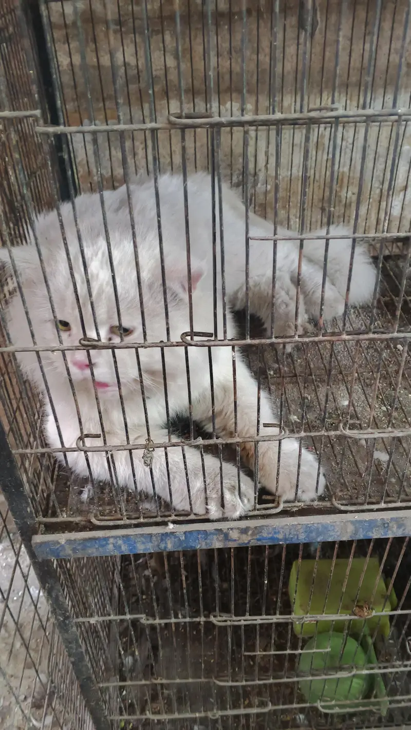 WHITE PERSIAN CAT DOUBLE COAT — photo 5