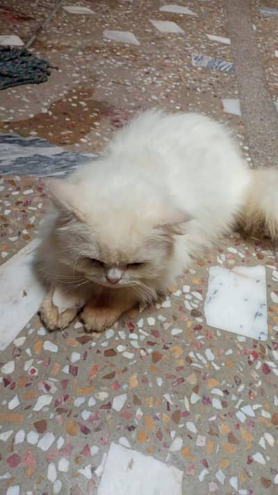 Persian long coat punch face