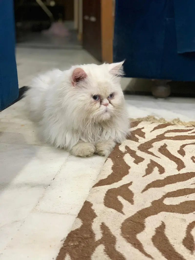 Persian long coat punch face — photo 2