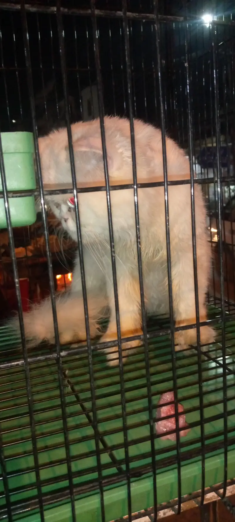 Persian long coat punch face — photo 3