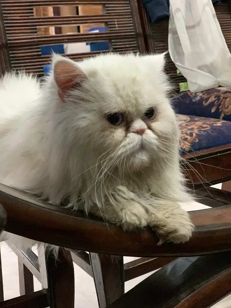 Persian long coat punch face — photo 5