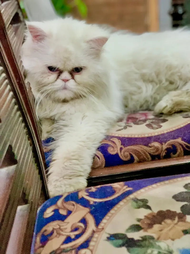 Persian long coat punch face — photo 6