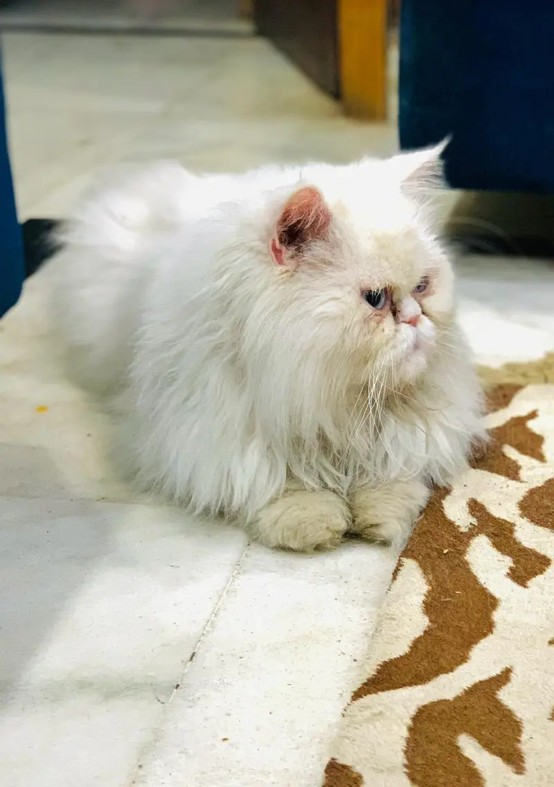 Persian long coat punch face — photo 7