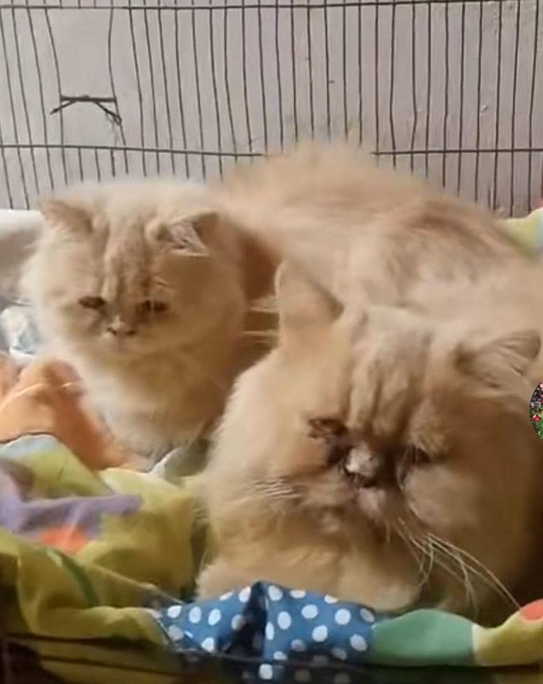 3cod cats contact k ley es no par sms karay 03211982131 1