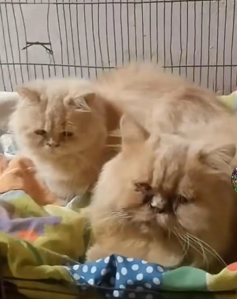 3cod cat — photo 2