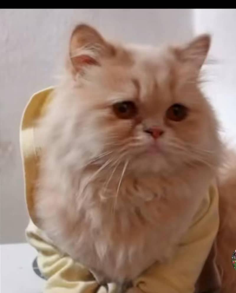 3cod cats contact k ley es no par sms karay 03211982131 2