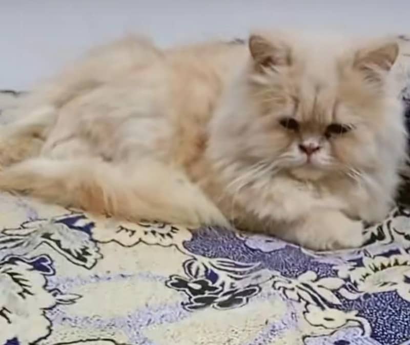 3cod cats contact k ley es no par sms karay 03211982131 3