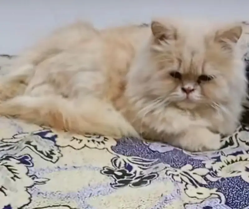 3cod cat — photo 4