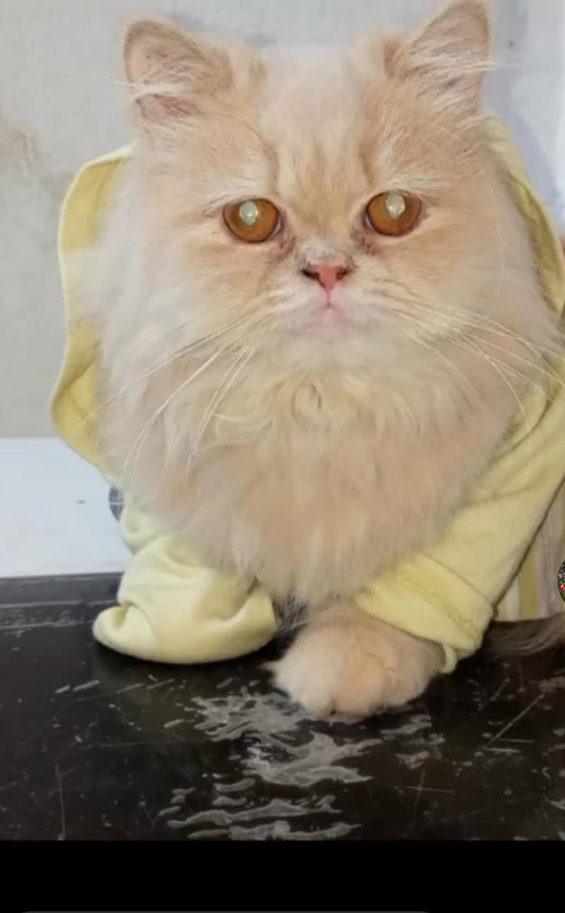 3cod cats contact k ley es no par sms karay 03211982131 4