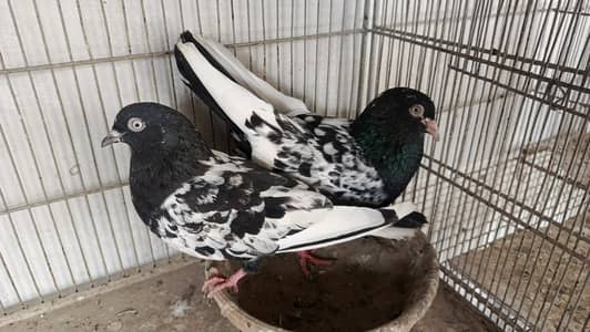 Rampuri Pair for sale