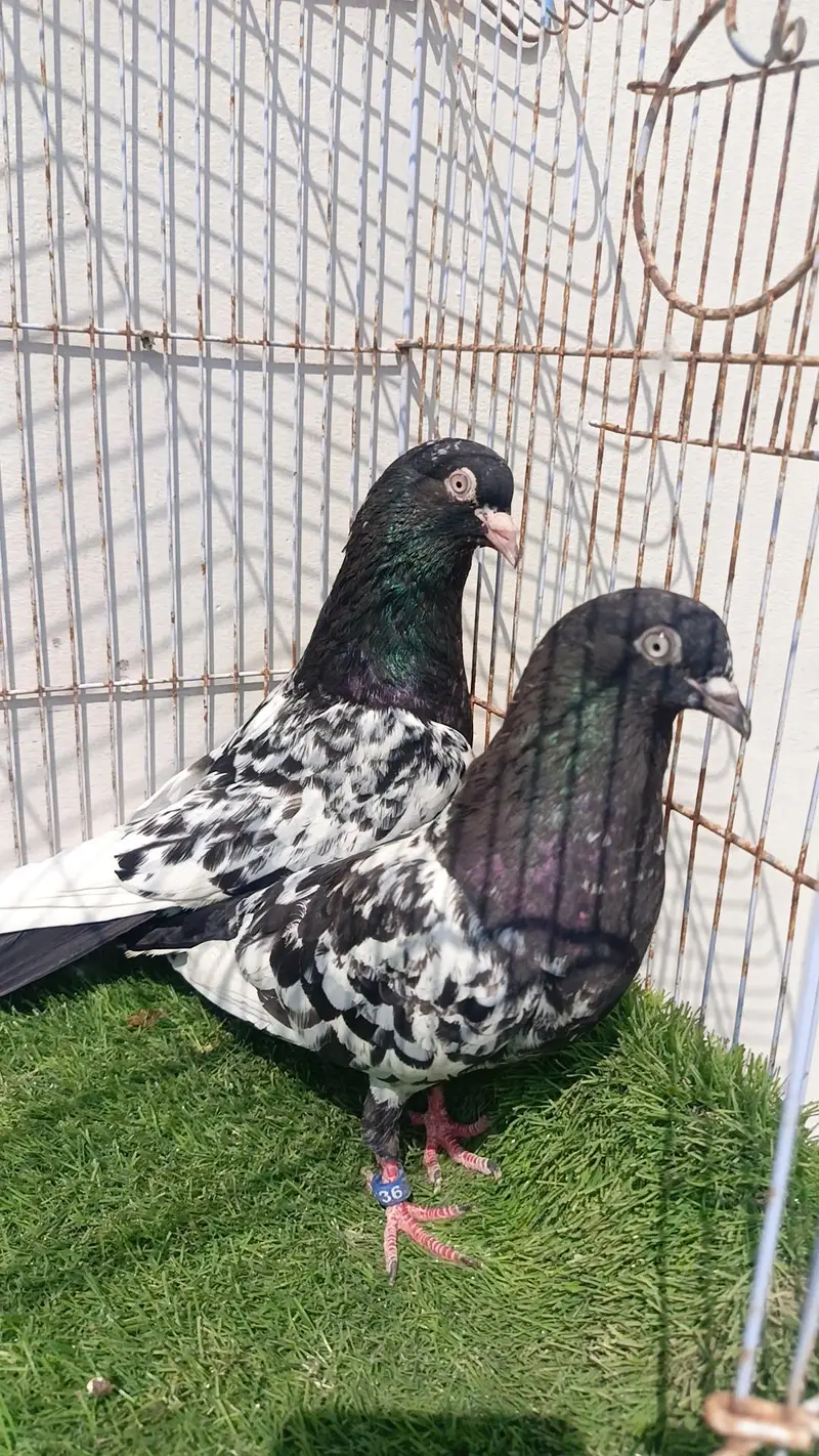 Rampuri Pair for sale — photo 2