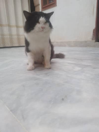 male cat avaliable for sale
