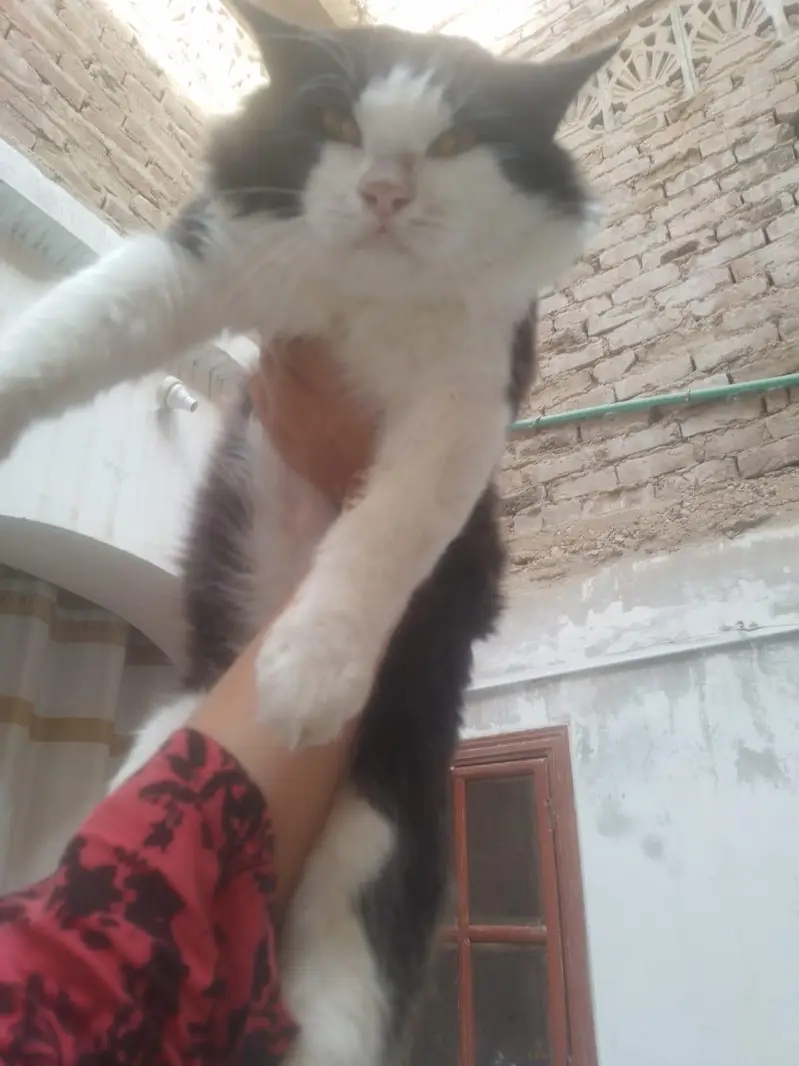 male cat avaliable for sale — photo 2