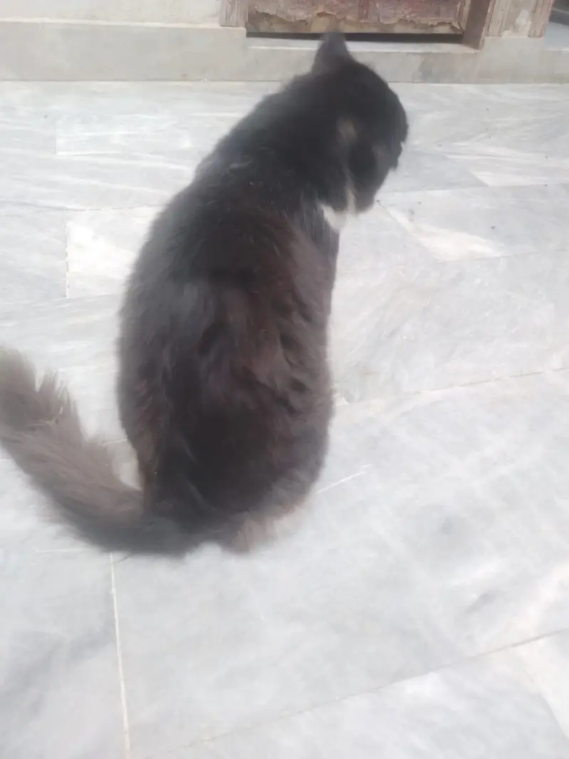 male cat avaliable for sale — photo 3