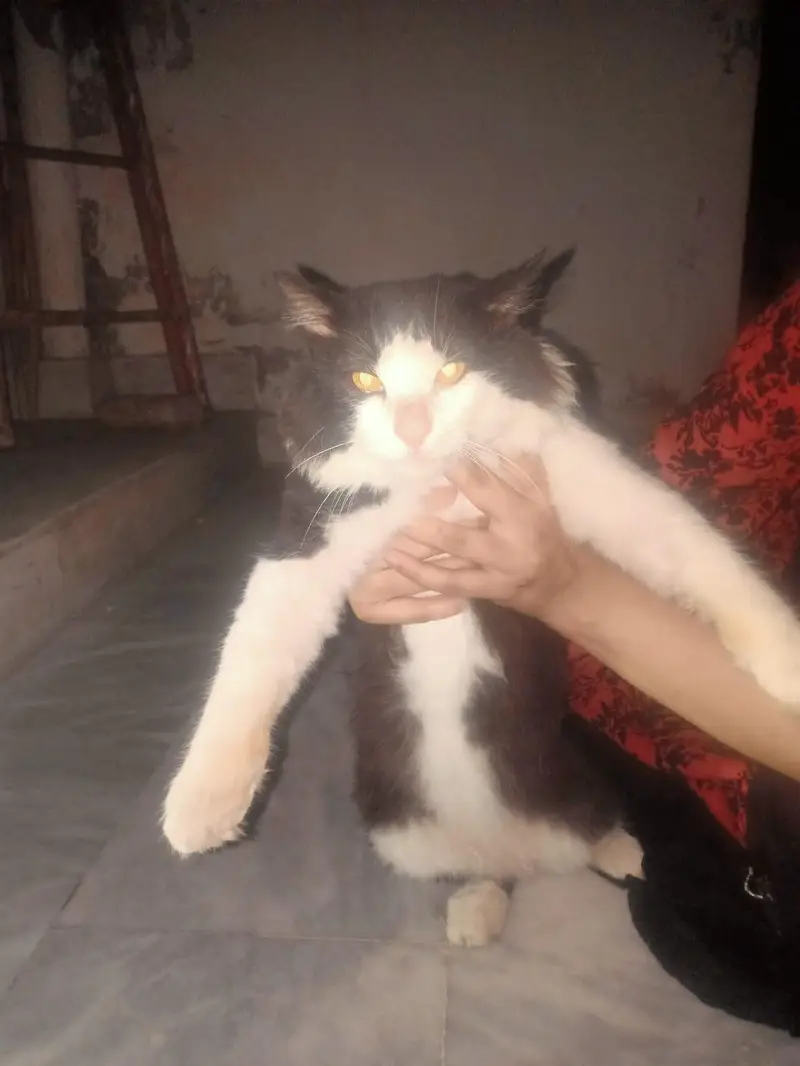 male cat avaliable for sale — photo 4
