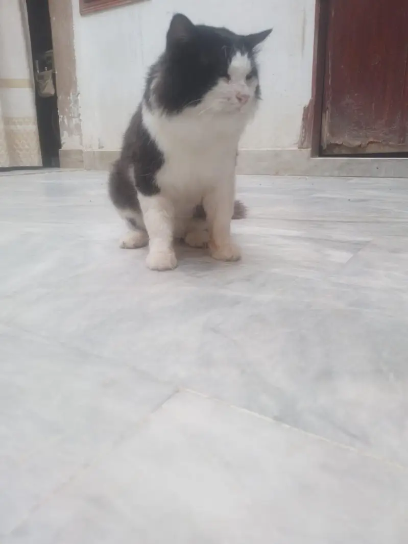 male cat avaliable for sale — photo 5