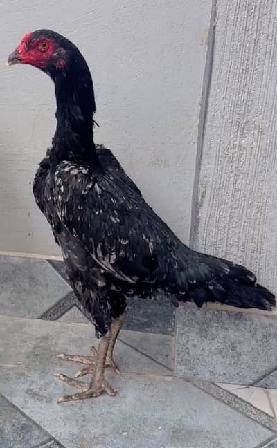 Shamo female