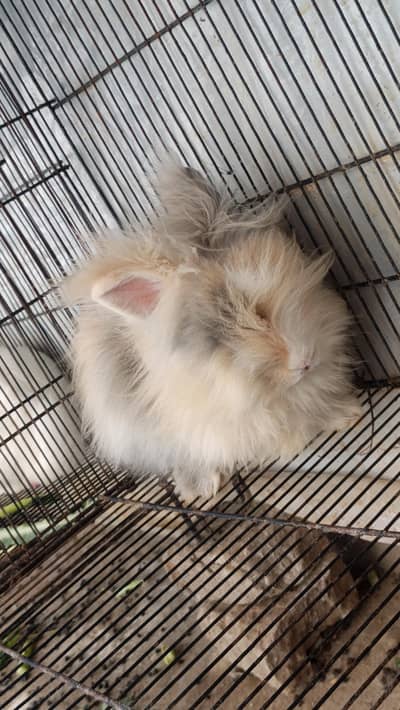 Teddy bear breeder pair for sale