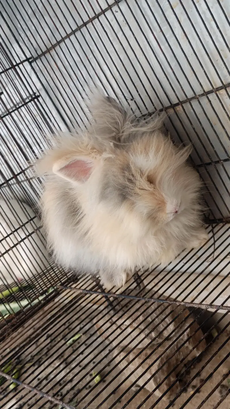 Teddy bear breeder pair for sale