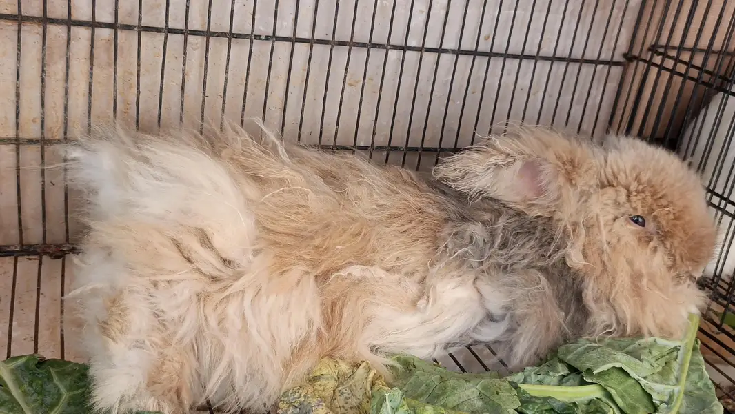 Teddy bear breeder pair for sale — photo 2