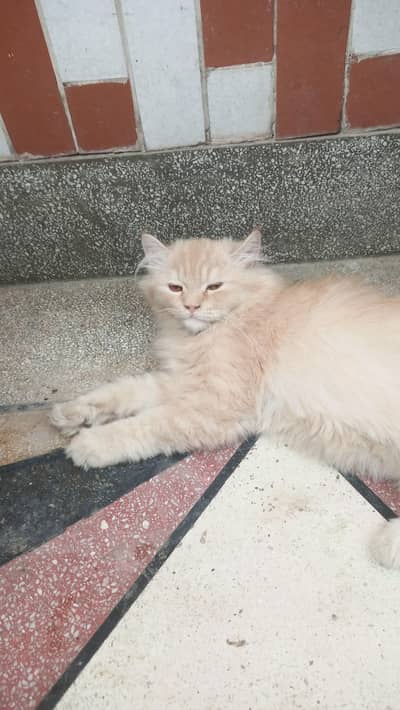 golden colour cat  age 7 month