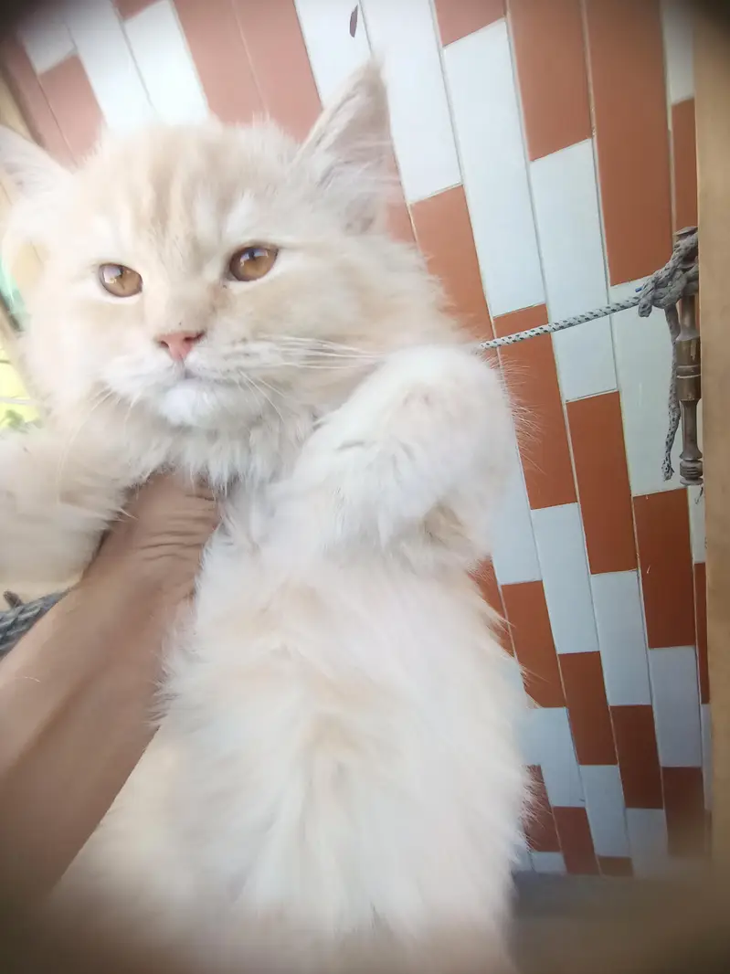 golden colour cat  age 7 month — photo 2