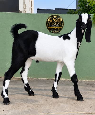 Ablack Bakra