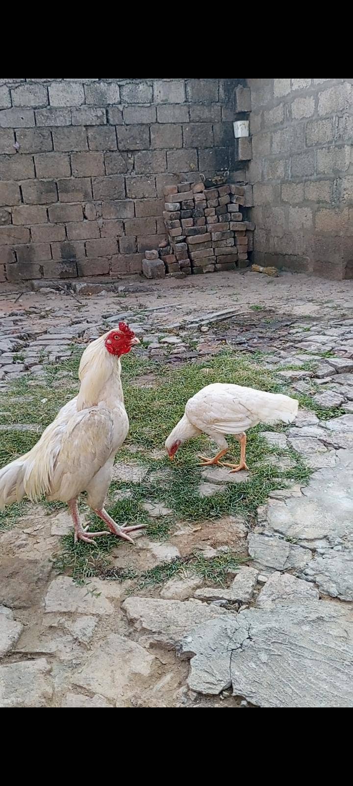 aseel 1