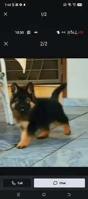 German Shepherd dog for sale male or female my WhatsApp 348=60=30=296 — photo 2
