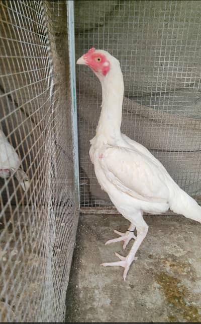 breeder heera aseel madi