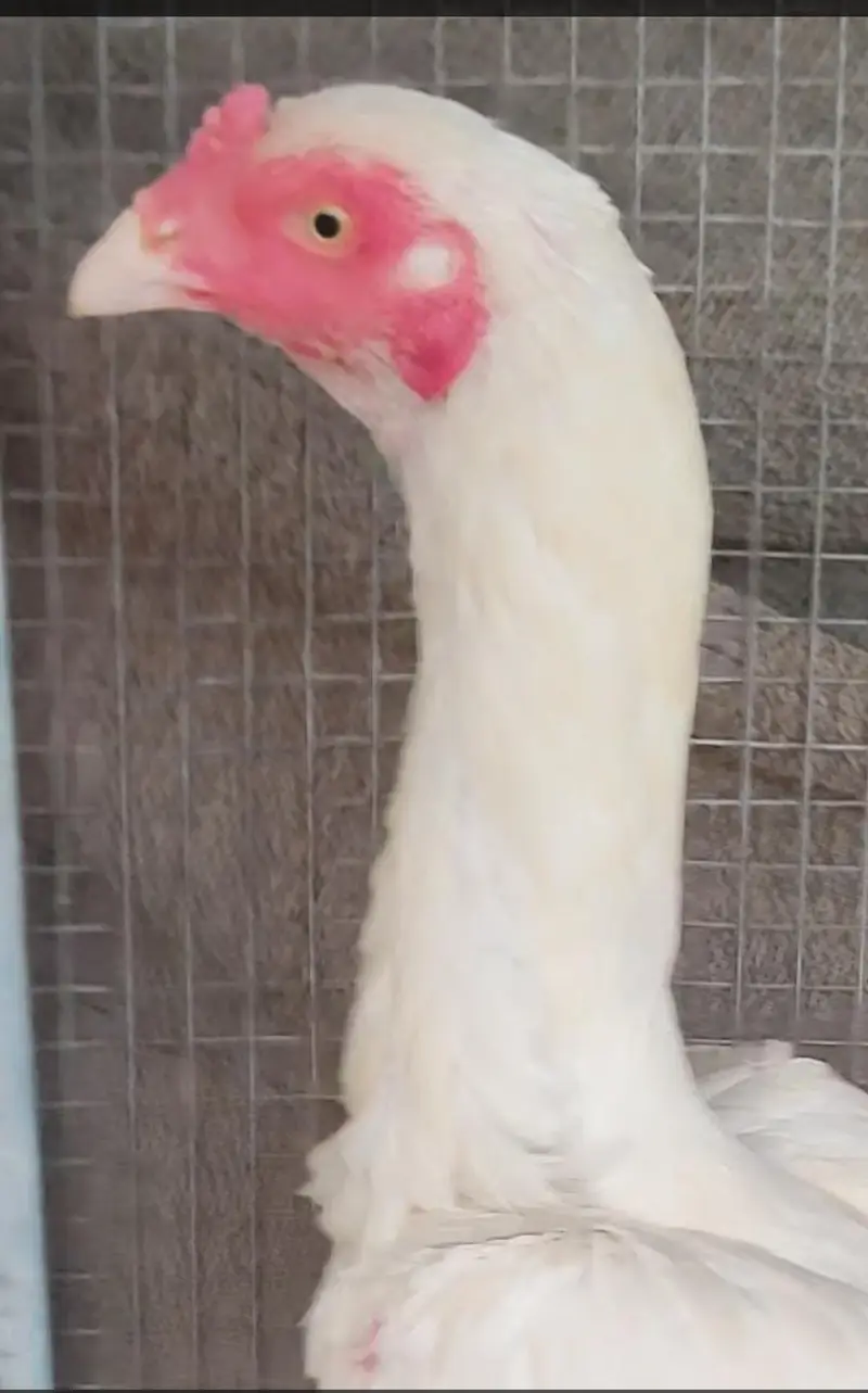 breeder heera aseel madi — photo 2