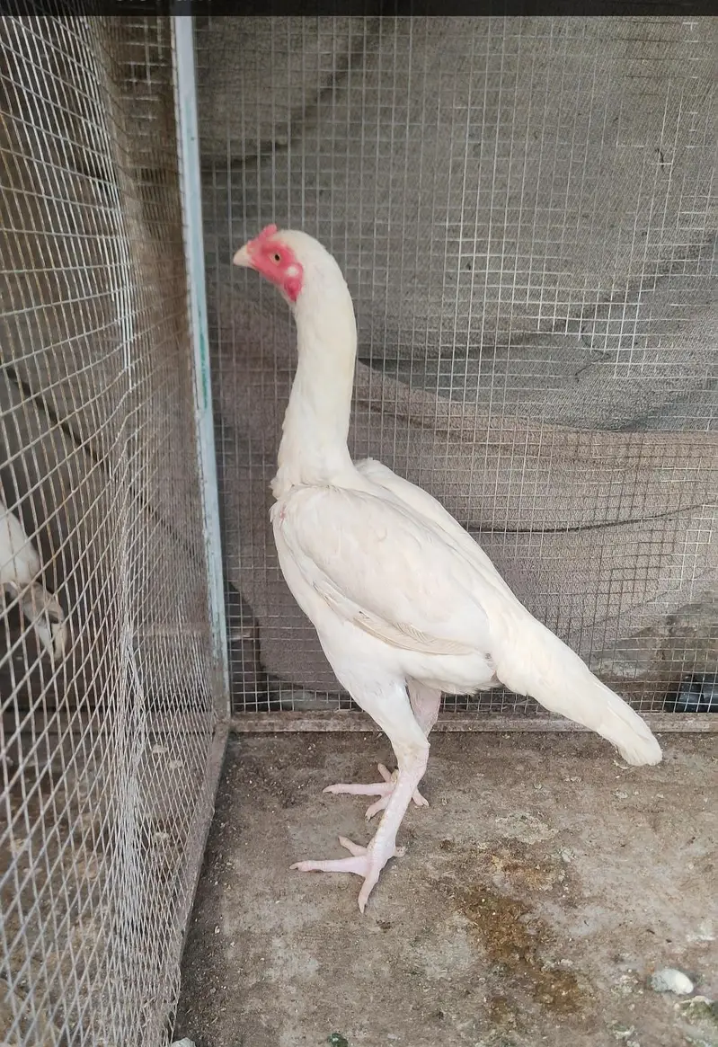 breeder heera aseel madi — photo 3