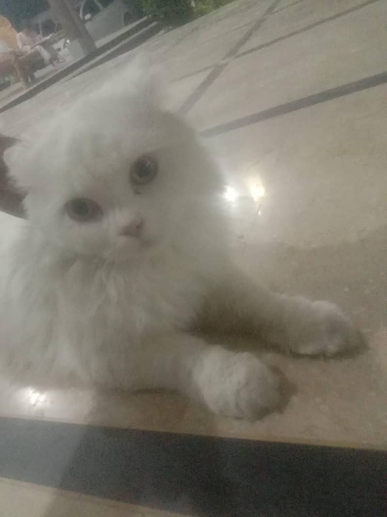 Snowy 0