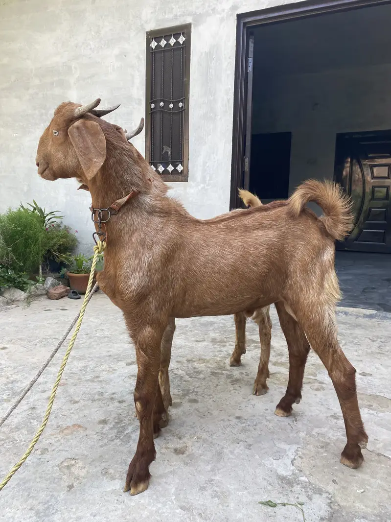 Best for qurbani — photo 2