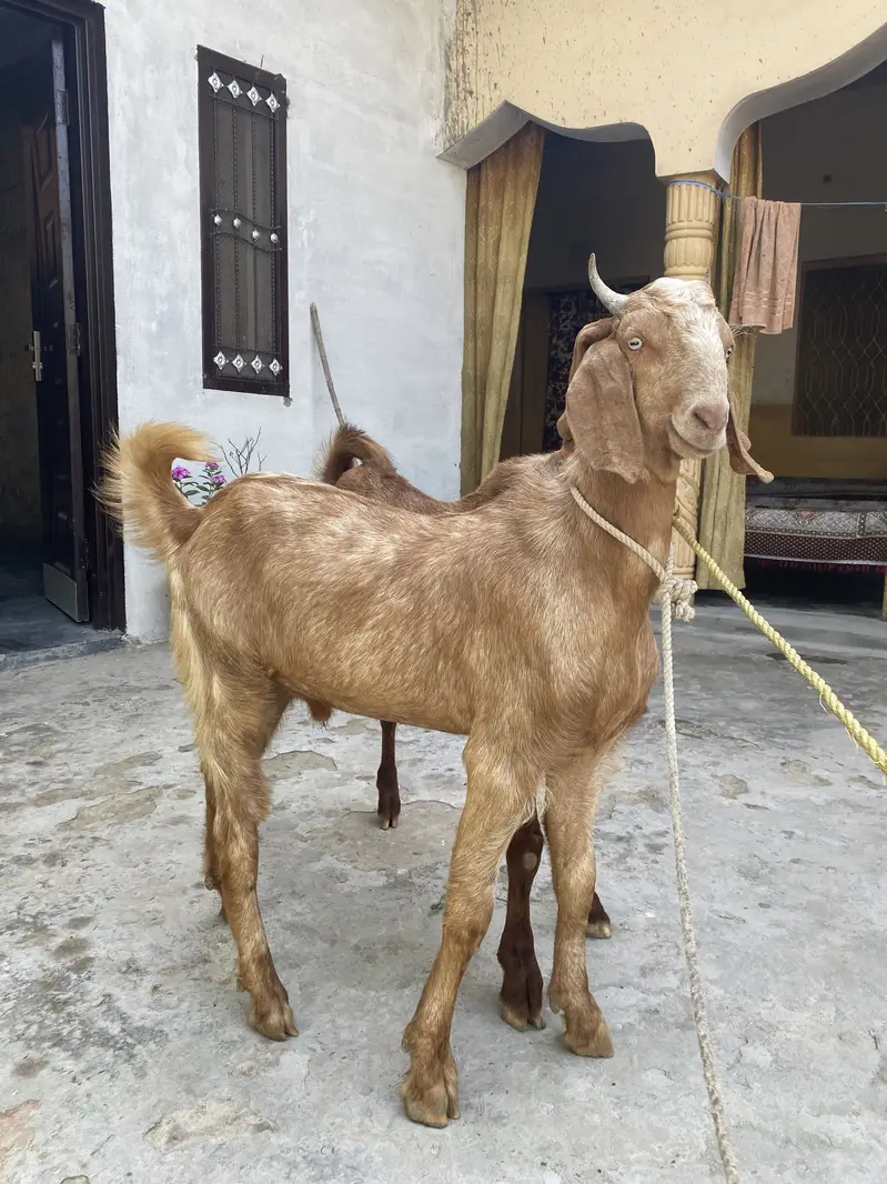 Best for qurbani — photo 3