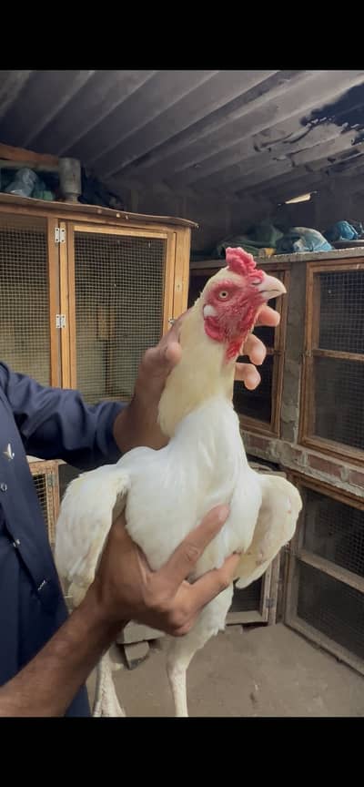 Pure Heera Aseel Breed Available
