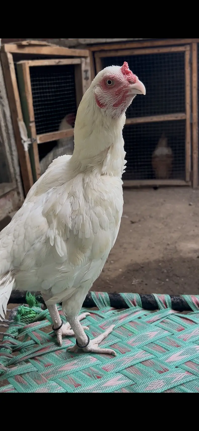 Pure Heera Aseel Breed Available — photo 2