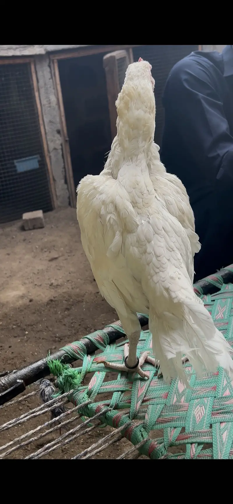 Pure Heera Aseel Breed Available — photo 3