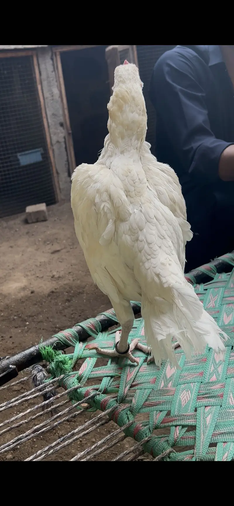 Pure Heera Aseel Breed Available — photo 4
