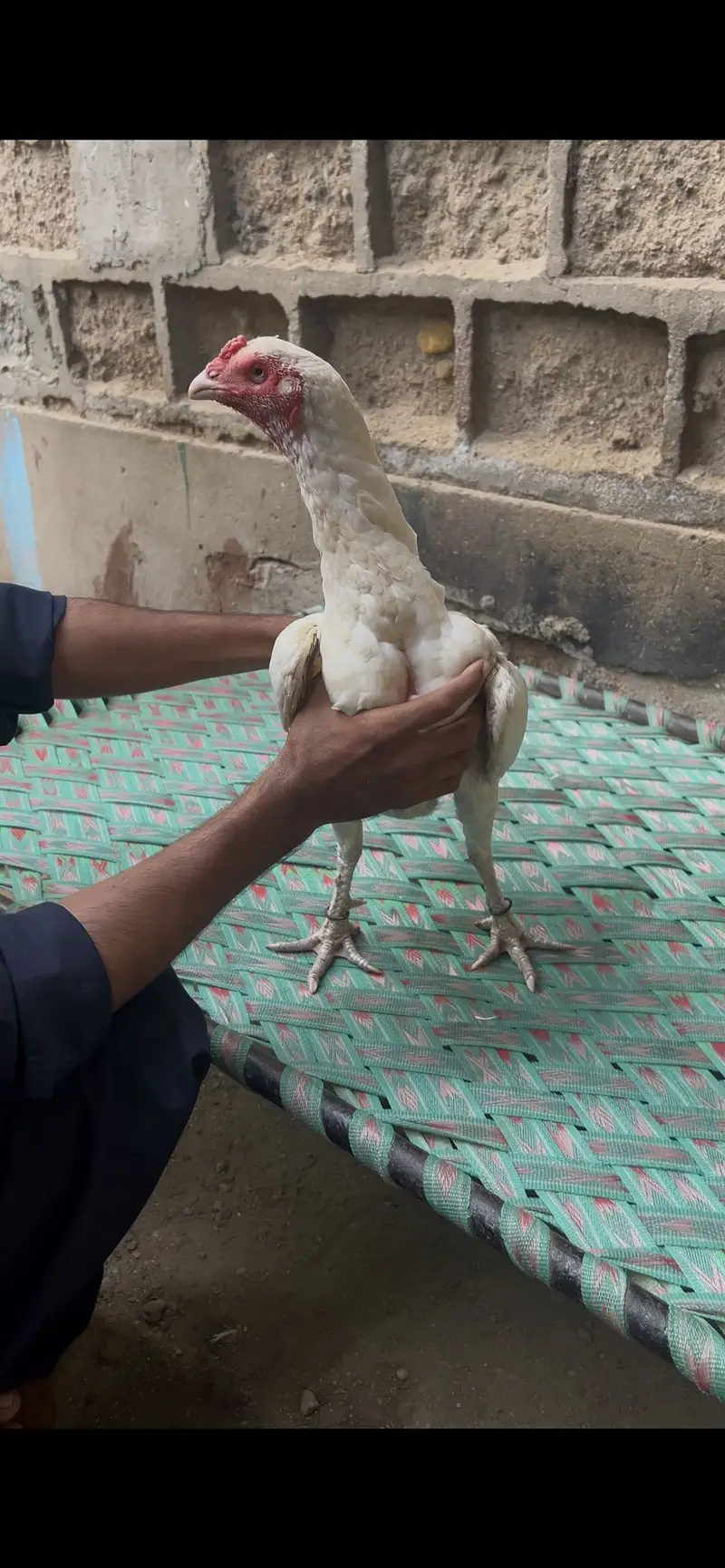 Pure Heera Aseel Breed Available — photo 5