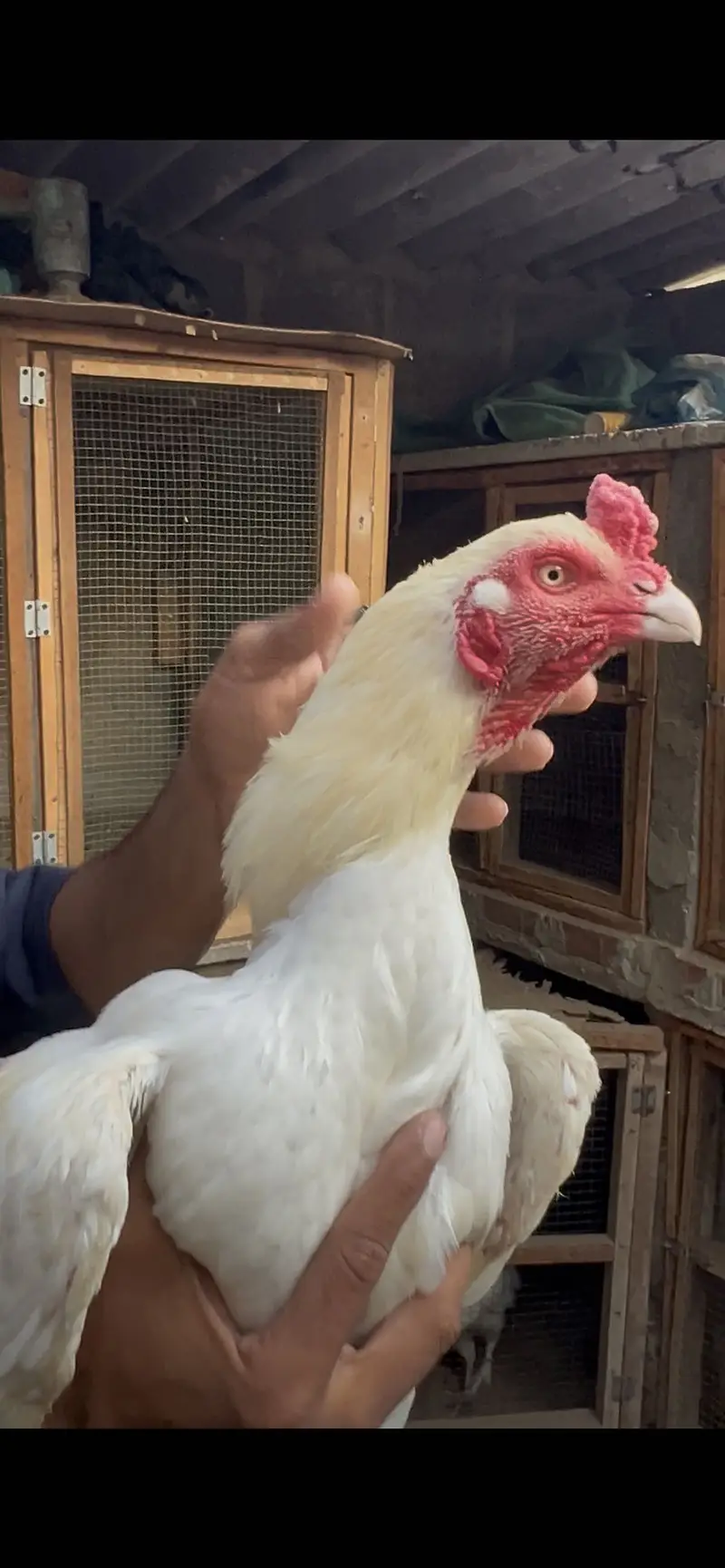 Pure Heera Aseel Breed Available — photo 6