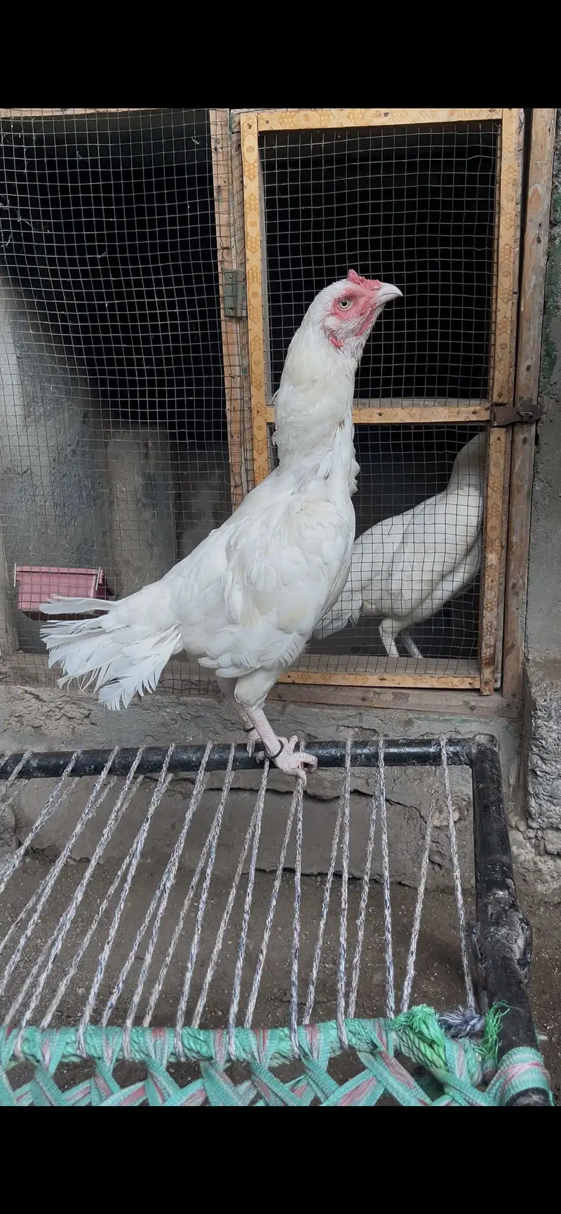 Pure Heera Aseel Breed Available — photo 8