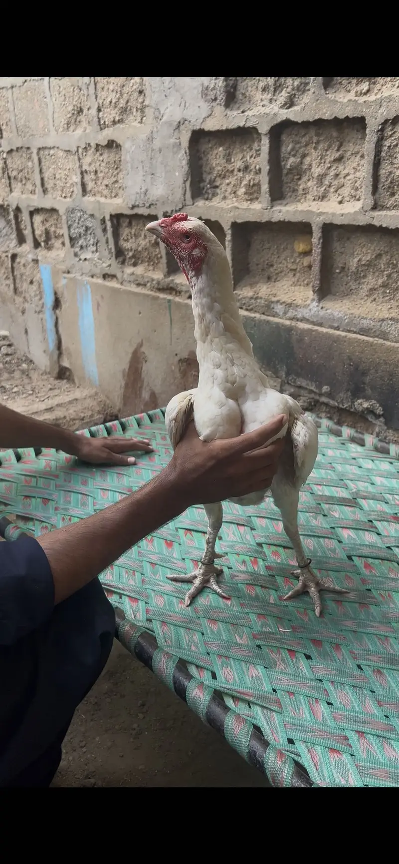 Pure Heera Aseel Breed Available — photo 9