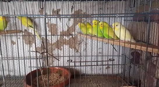 parrot for sale