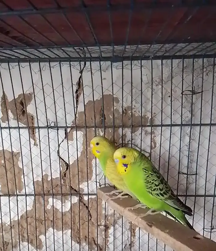 parrot for sale — photo 2