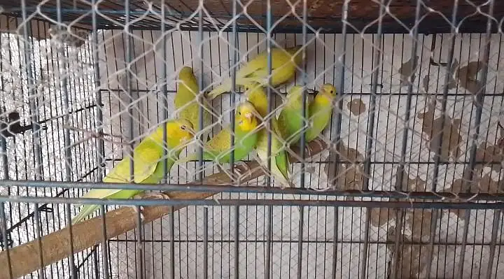 parrot for sale — photo 3